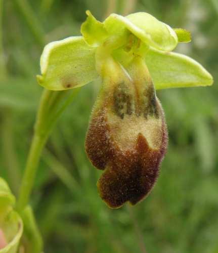 Ophrys lupercalis? (Sicilia)